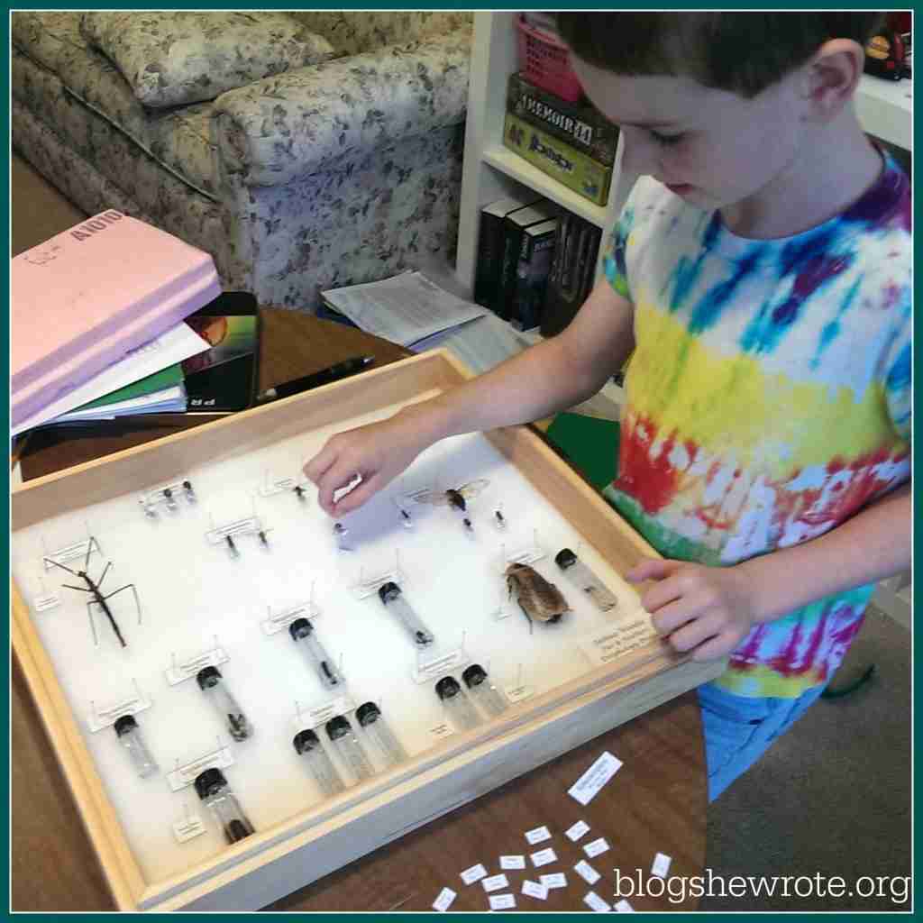 Tips for an Excellent Insect Display - Blog, She Wrote