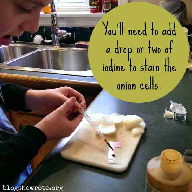 How to Observe Onion Cells under a Microscope - Blog, She Wrote