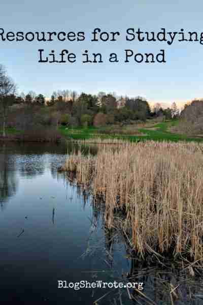 cattails on a pond