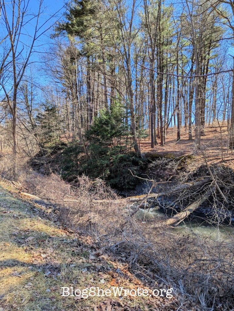 a creek and some hemlocks on the steep bank of the creek on a bright sunny day